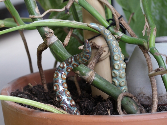 Les tentacules à planter
