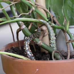 Les tentacules à planter