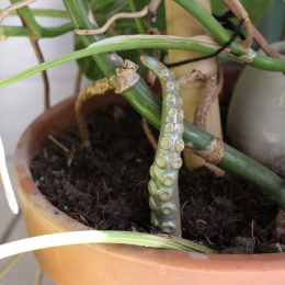 Les tentacules à planter
